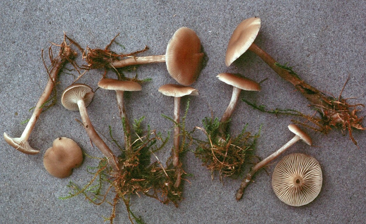 Clitocybe infundibuliformis