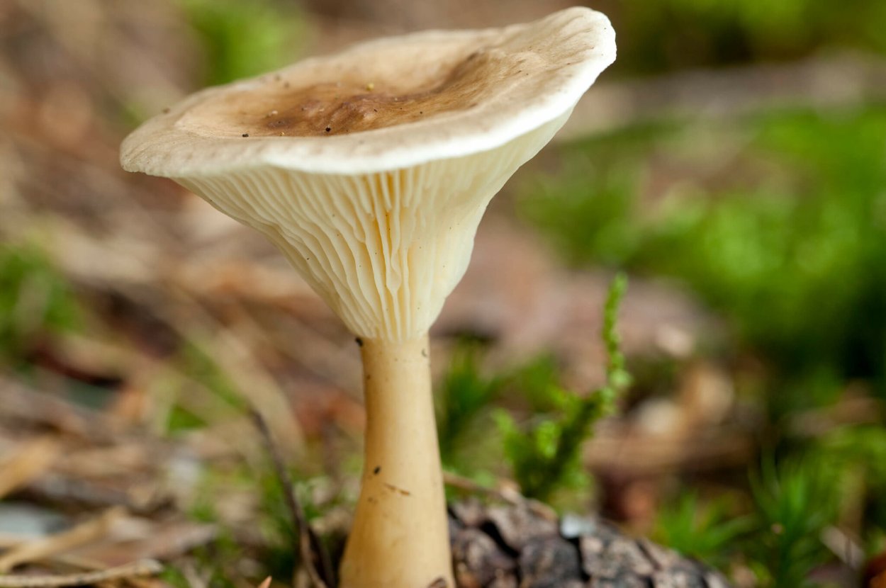 Говорушки грибы ядовитые