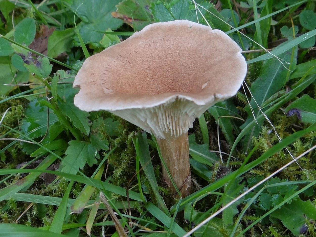 Говорушка булавоногая Ampulloclitocybe clavipes