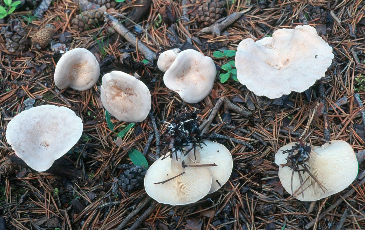 Говорушка листолюбивая (Clitocybe phyllophila)