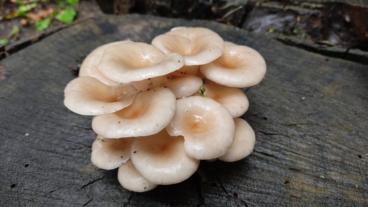 Говорушка дымчатая рядовка