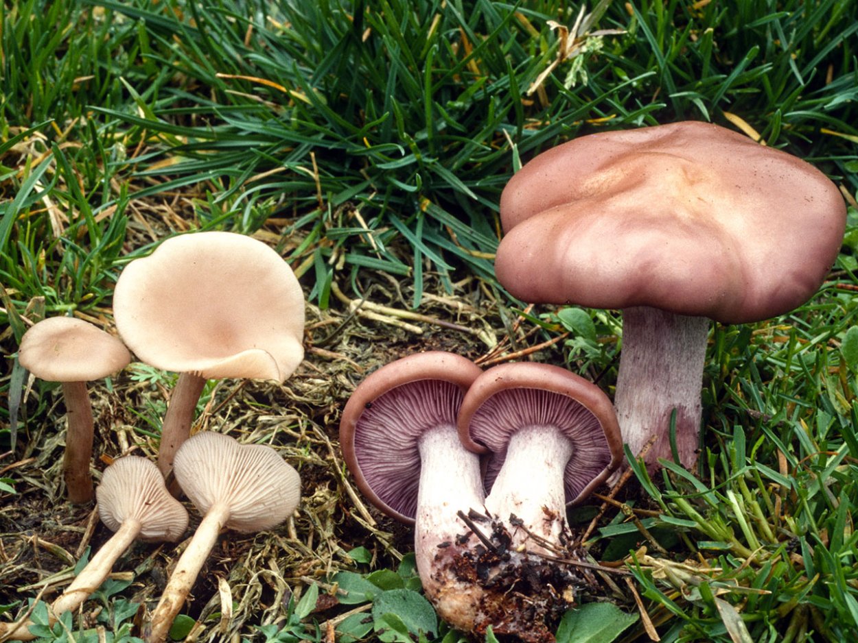 Clitocybe phaeophthalma