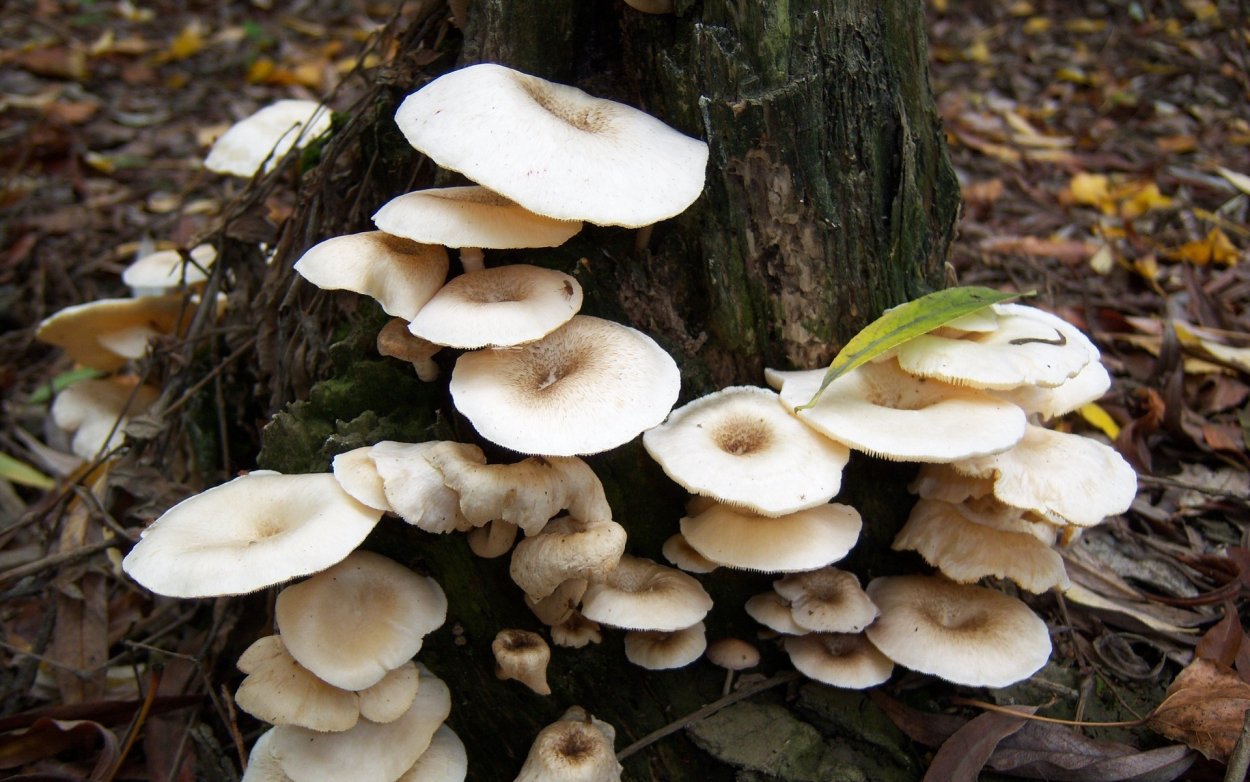 Говорушка беловатая