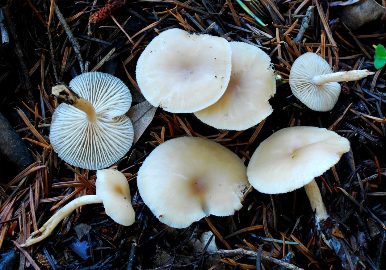 Гриб говорушка благоухающая