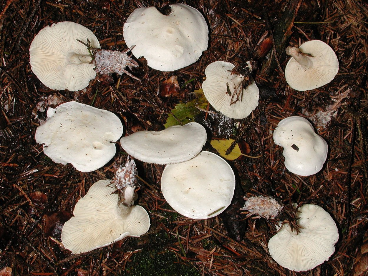 Leucopaxillus albissimus