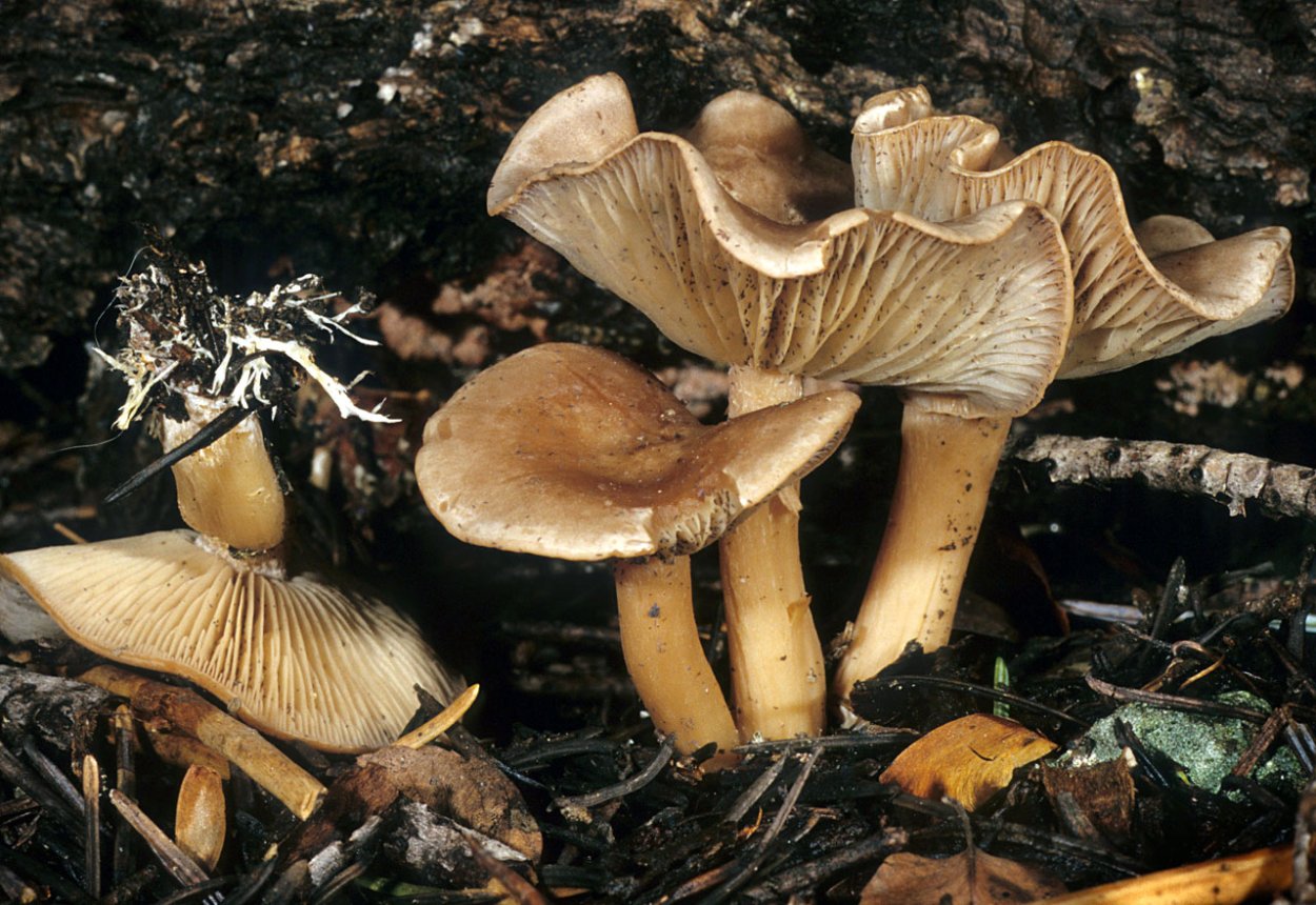 Гриб рядовка белая