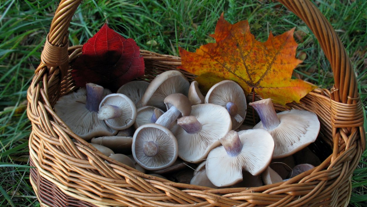 Гриб говорушка беловатая