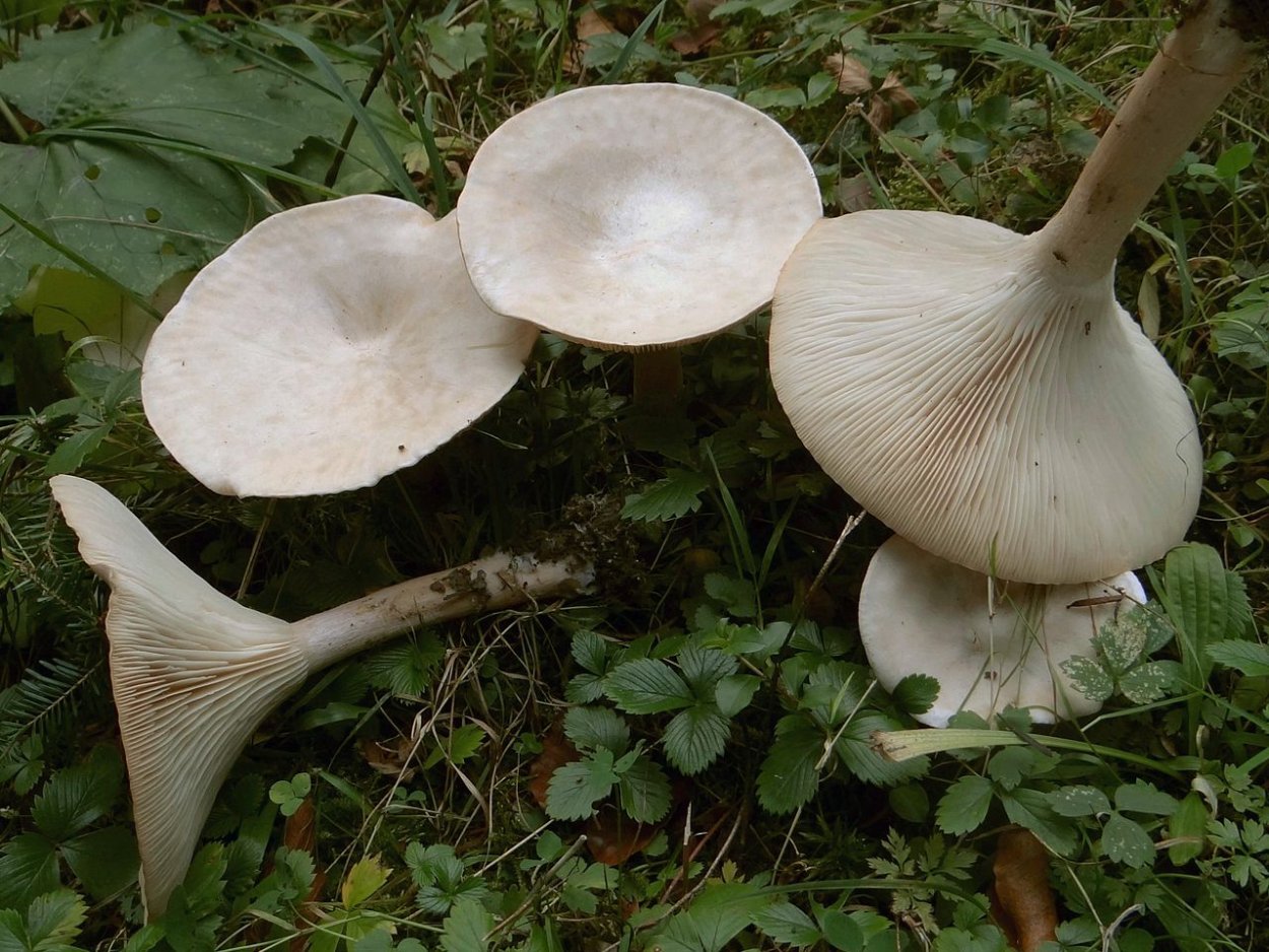 Гриб Clitocybe phyllophila