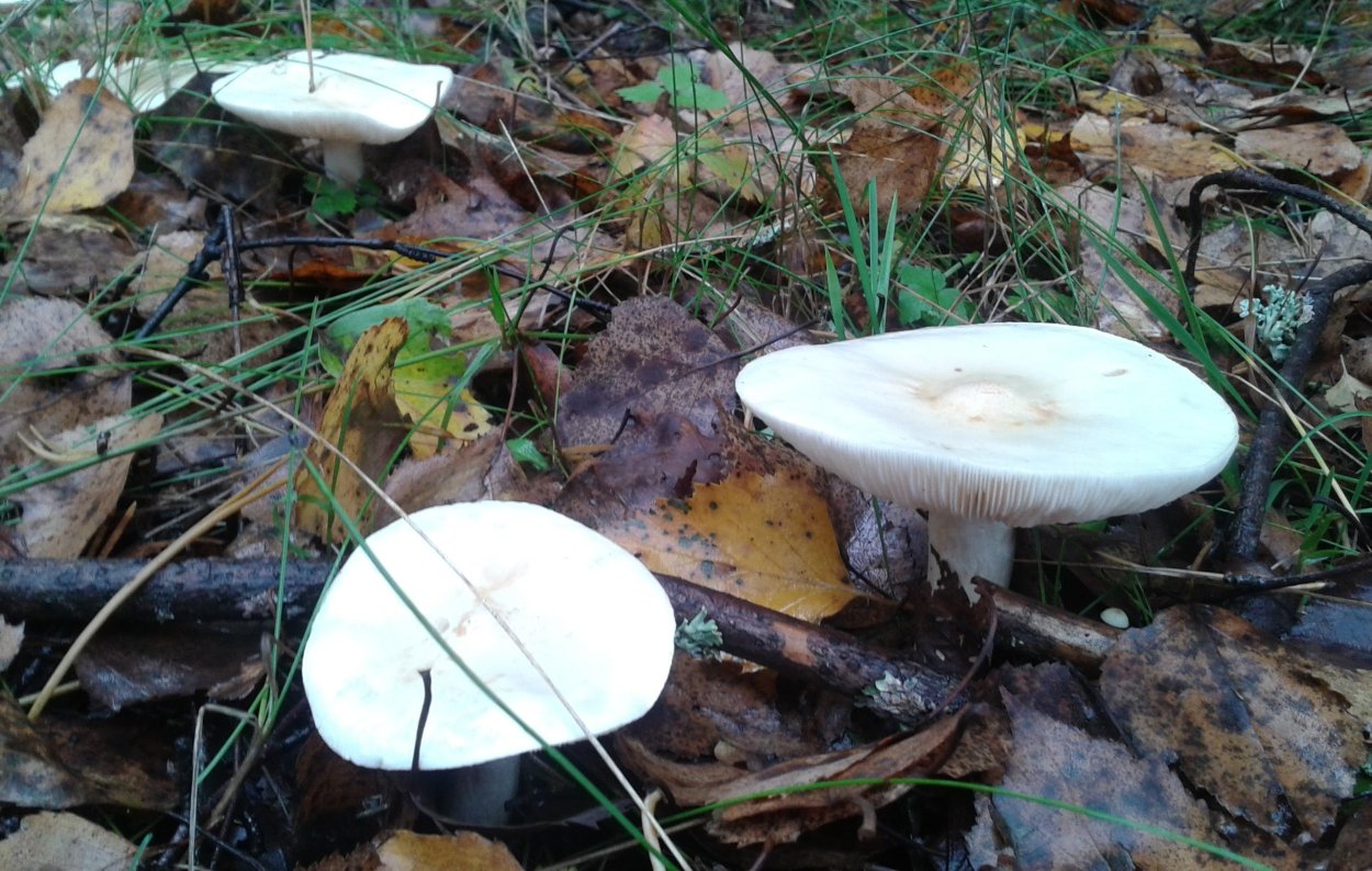 Говорушка древолюбивая