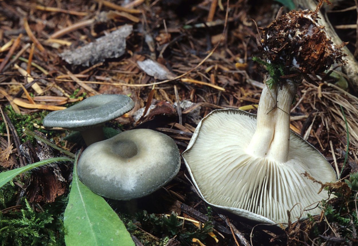 Говорушка подогнутая (Clitocybe geotropa)