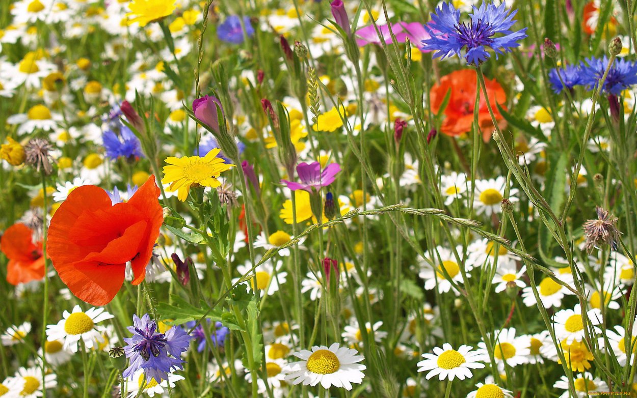 Цветы полевые и луговые