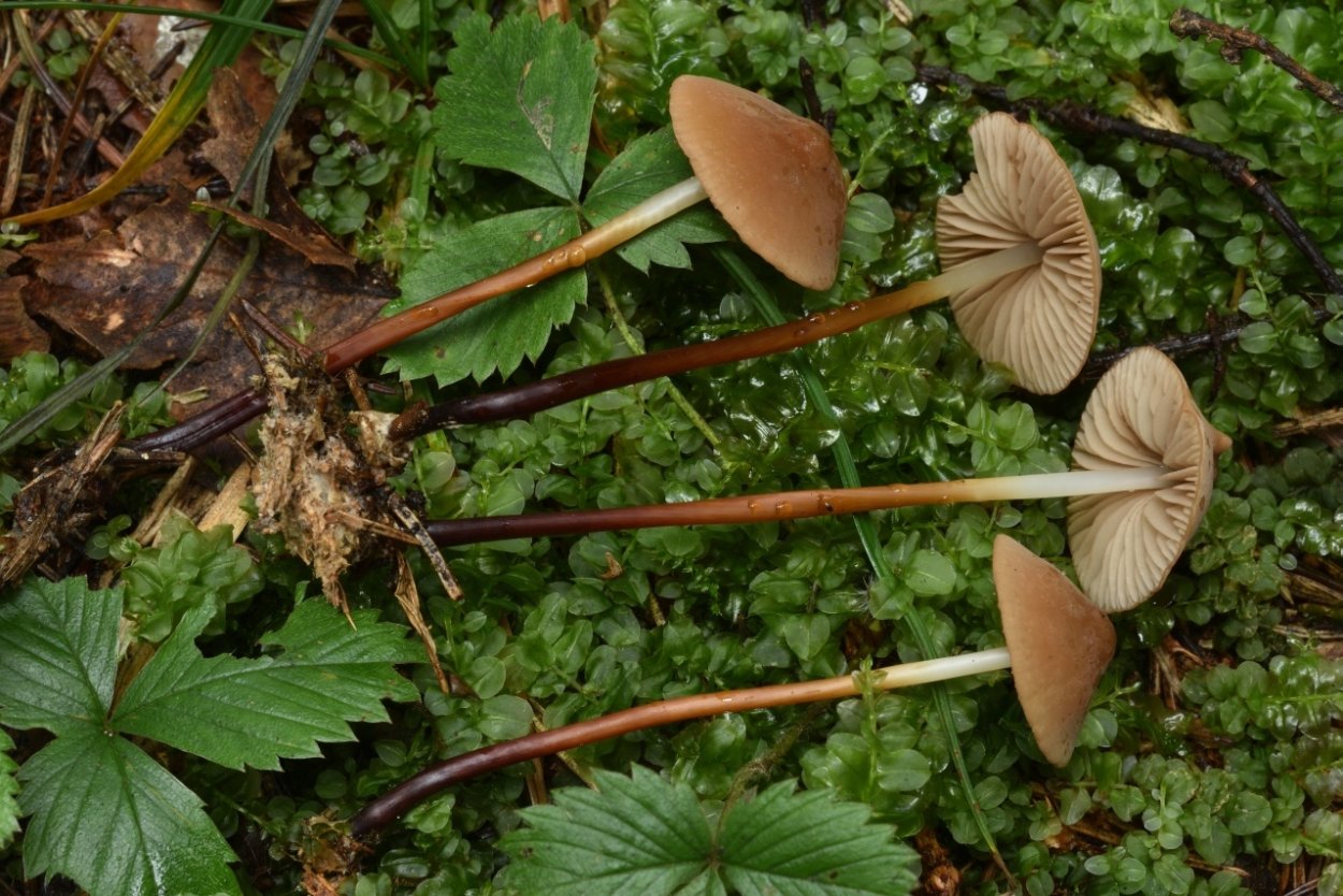 Грибы кобылки фото