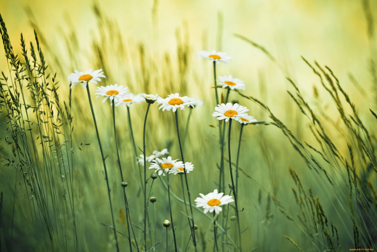 Ромашки и разнотравье