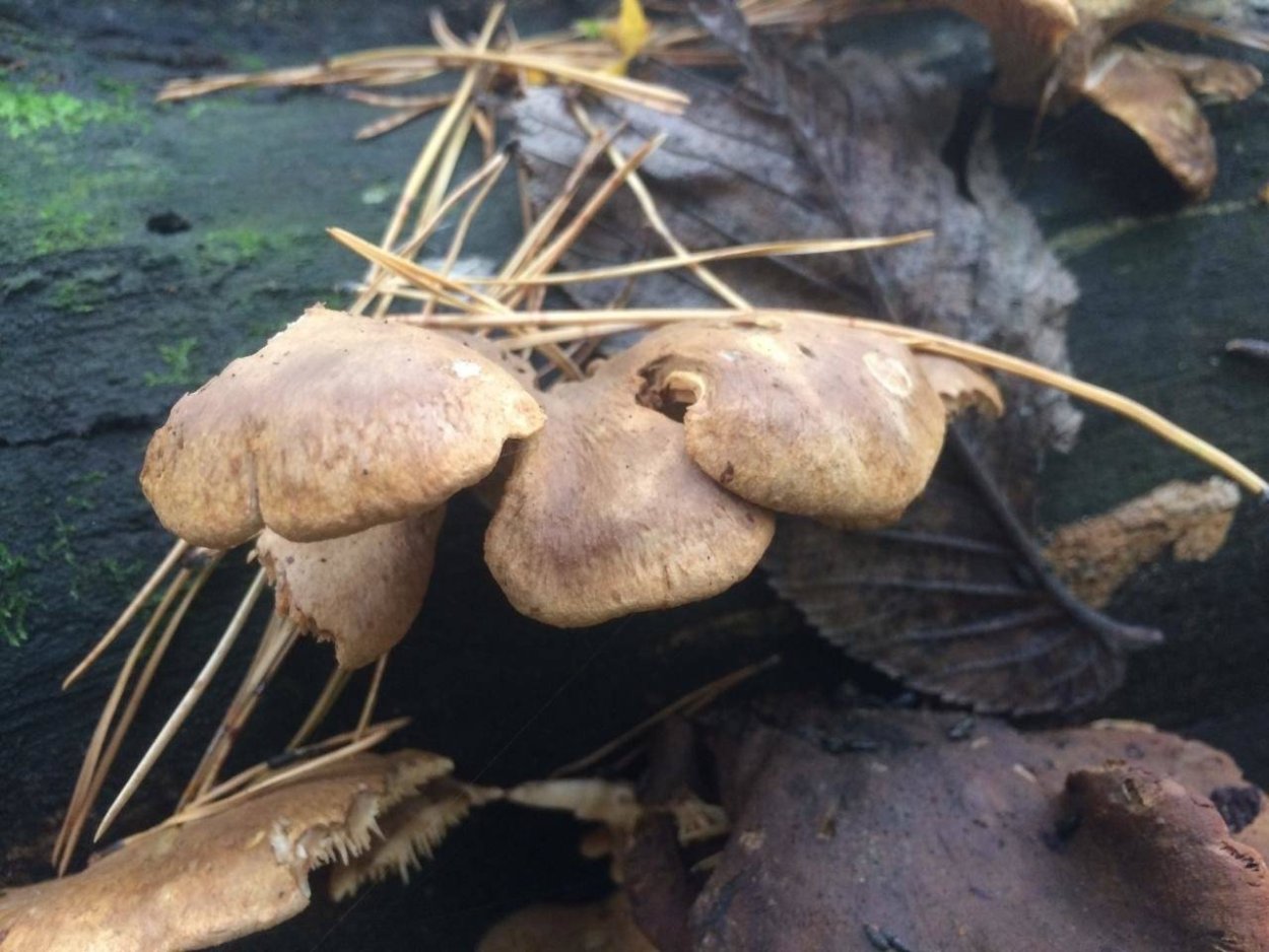 Член в форме гриба