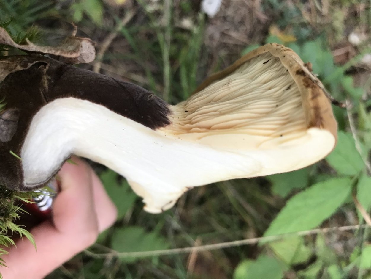 Свинушка гриб