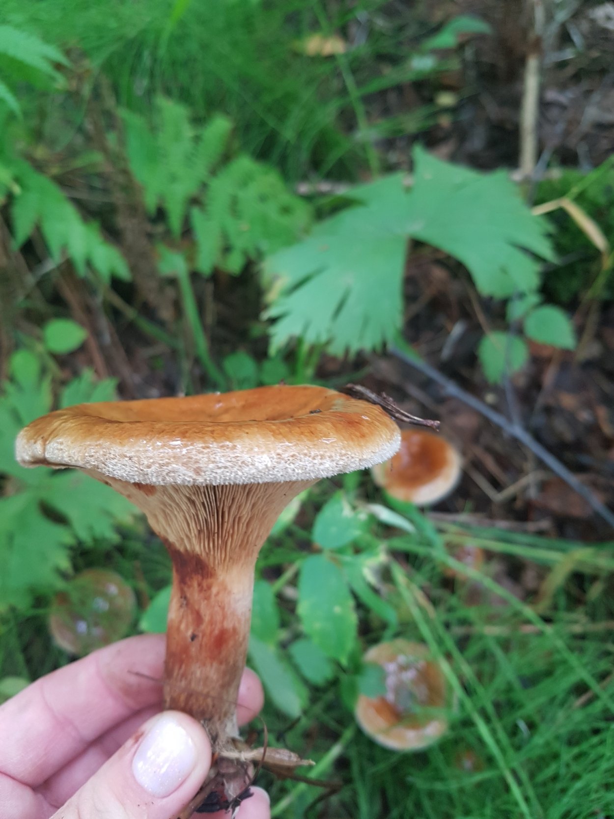 Грибы кобылки съедобные