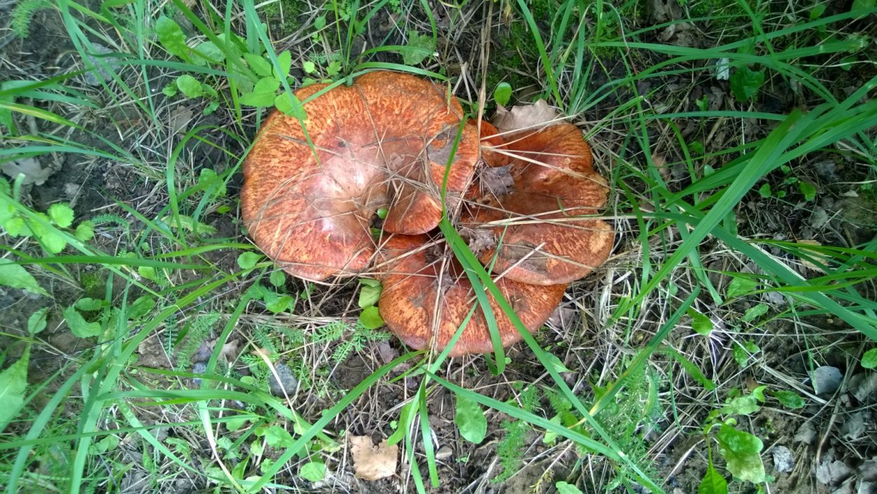 Грибы кобылы фото