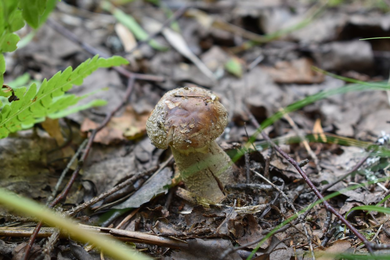Поддубник свинушка