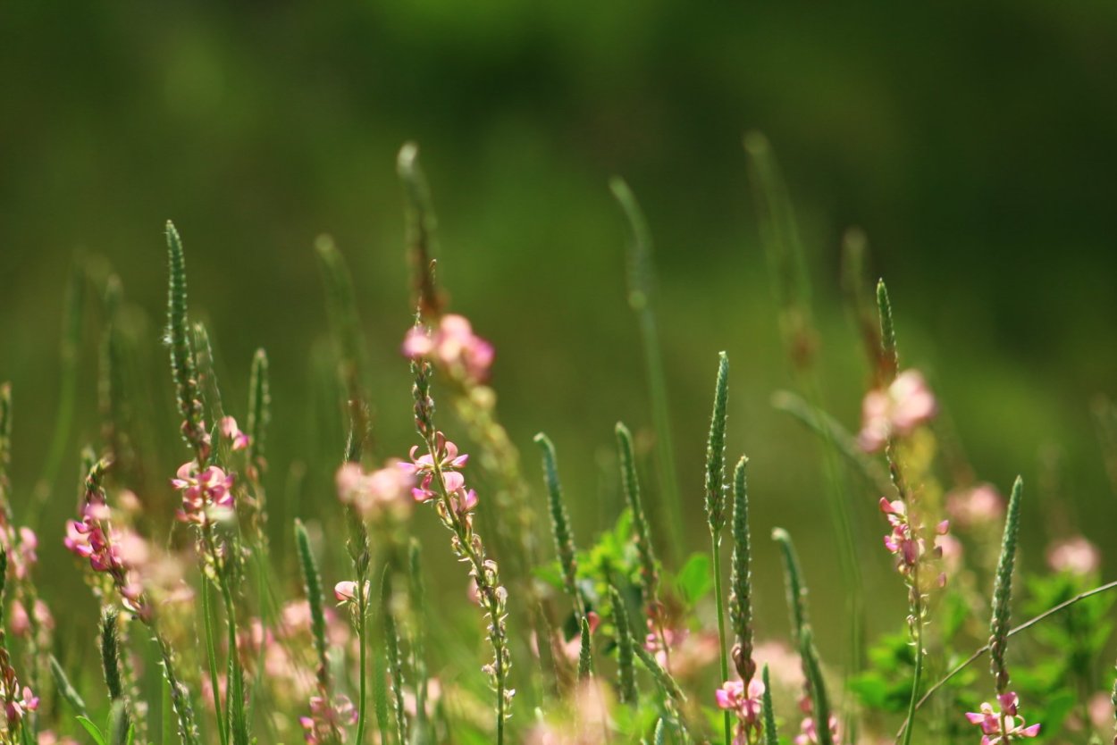 Летние травы фото