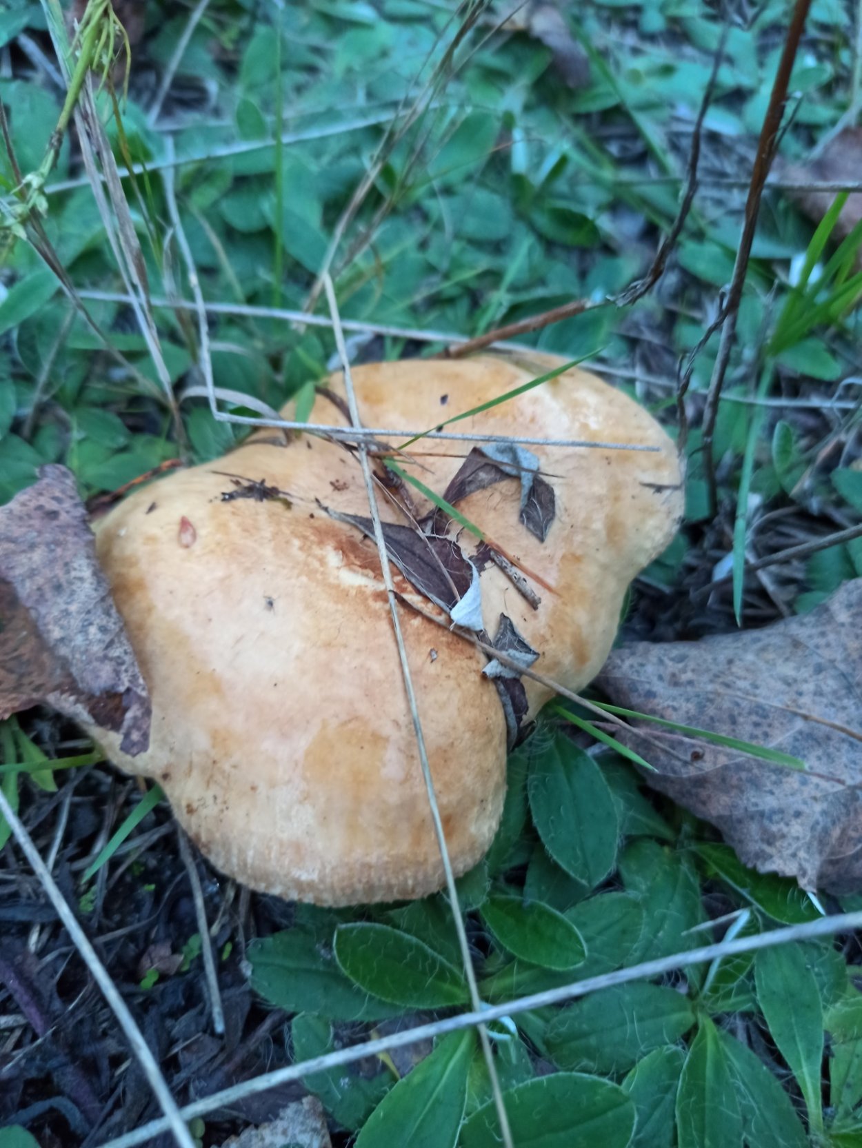 Гриб Матрена