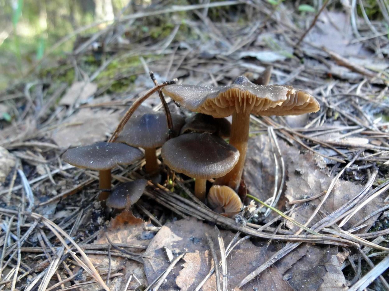 Опята грибы