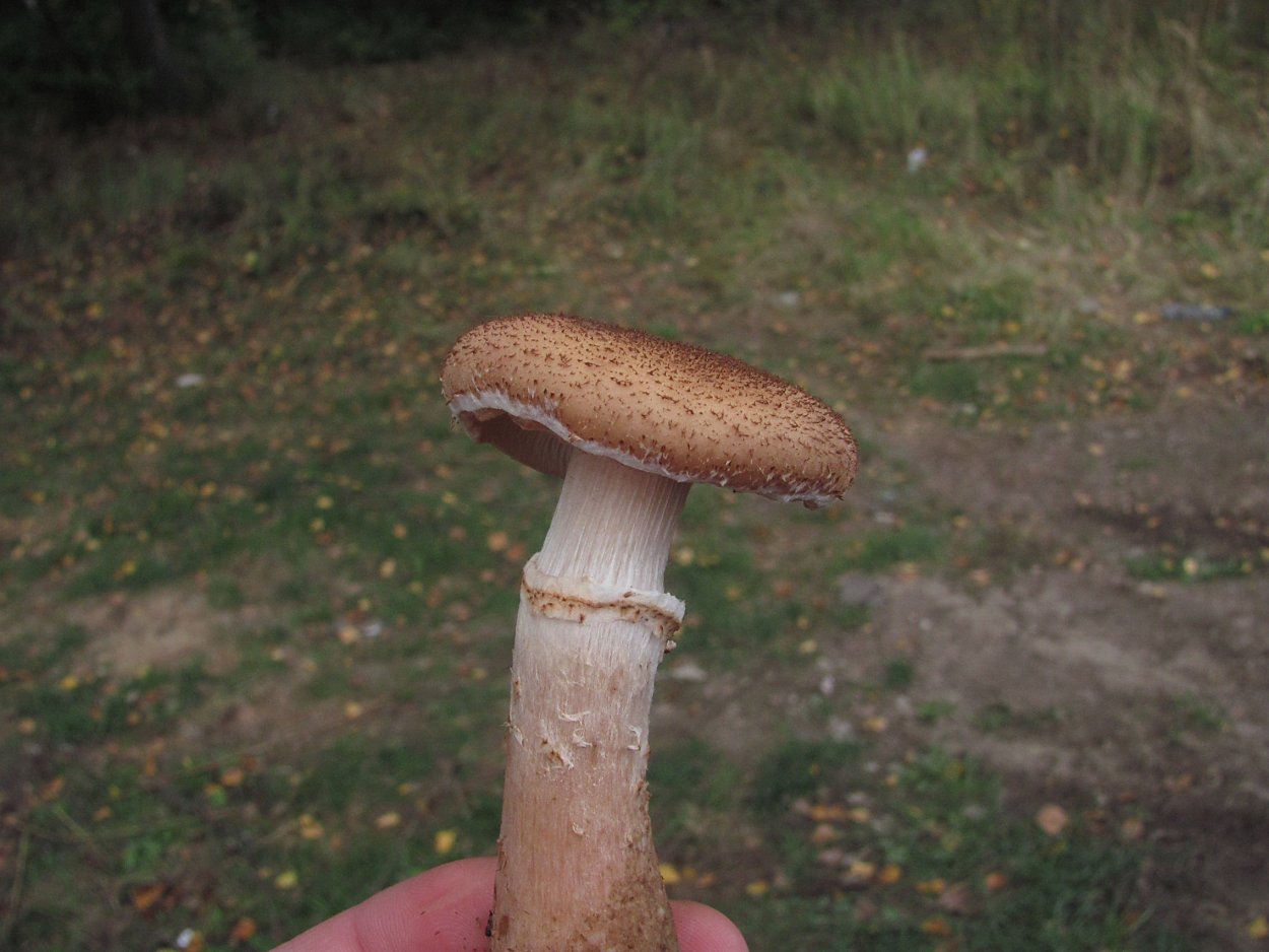Поплавок желтеющий Amanita flavescens