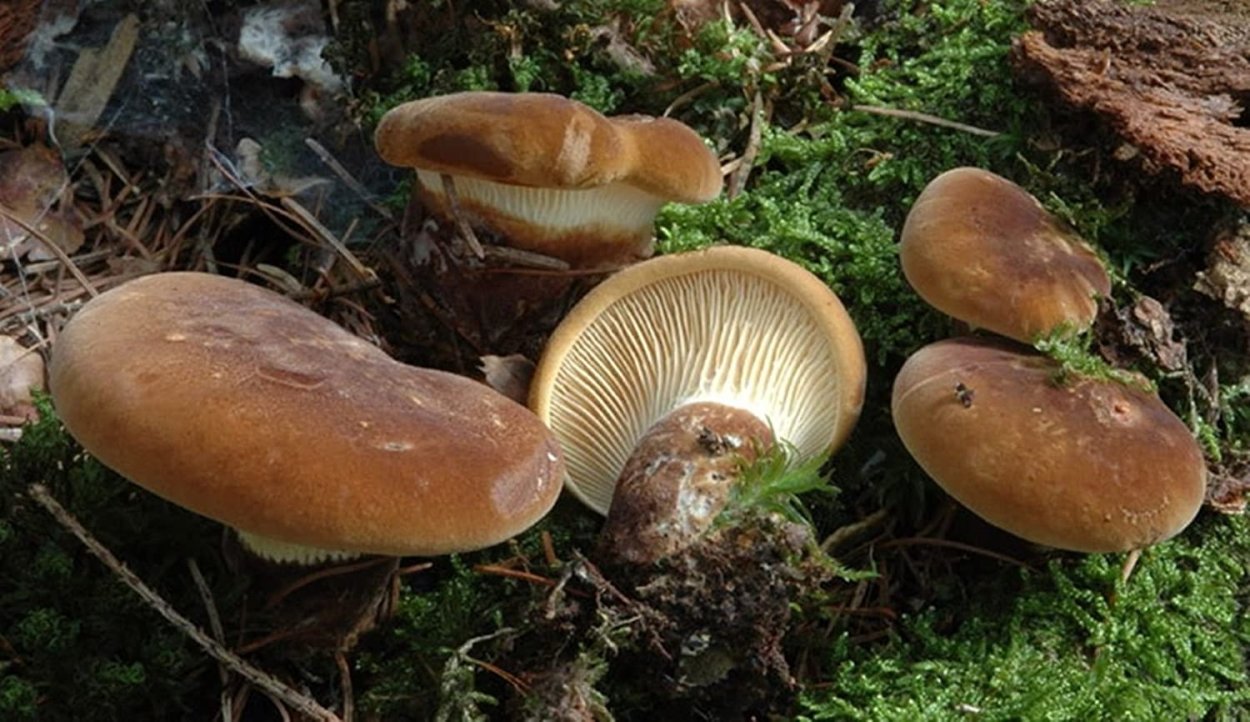 Ольховая свинушка (Paxillus filamentosus)