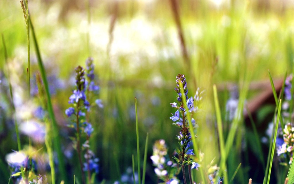 Луговые травы