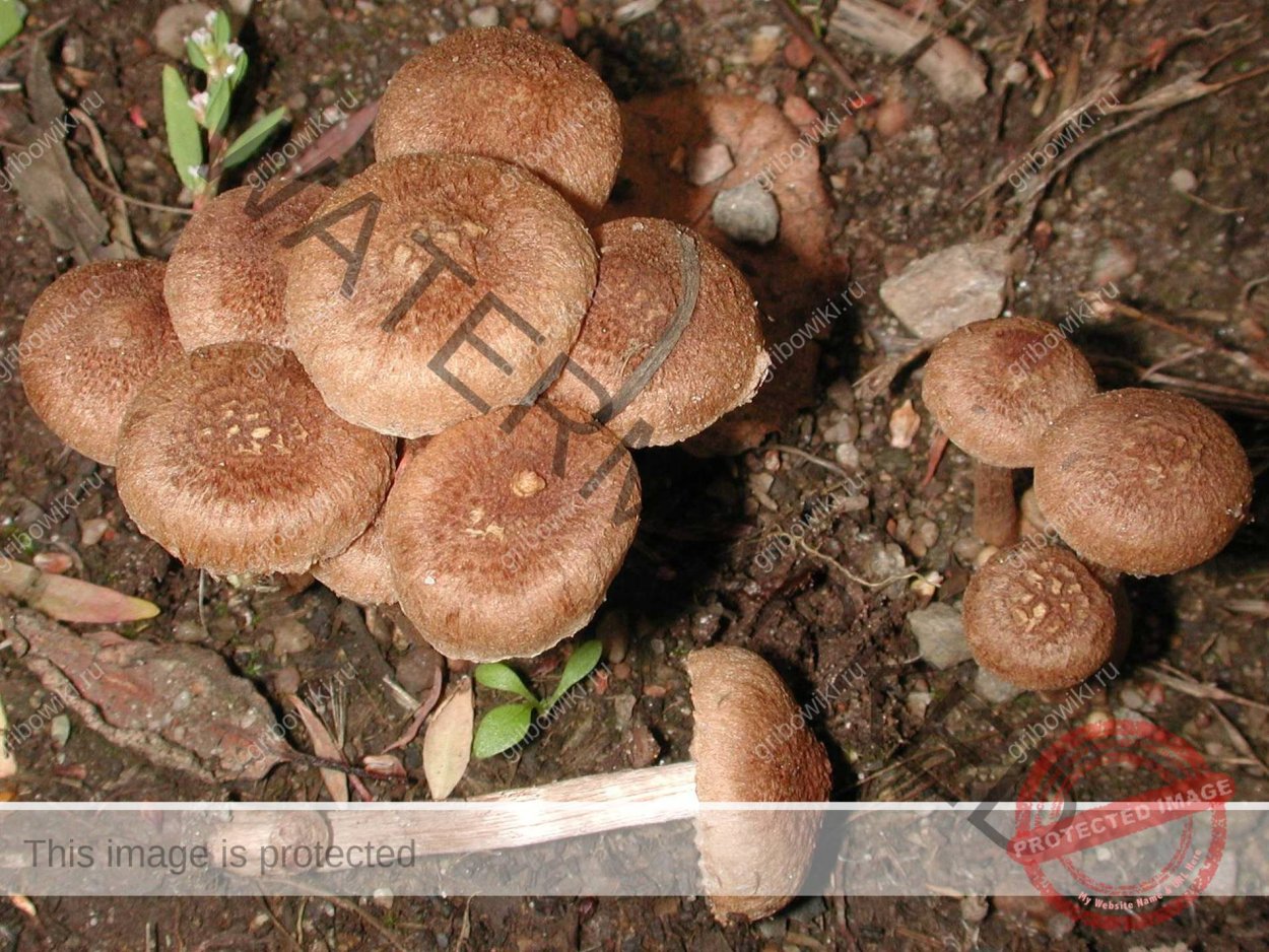 Свинушка уховидная