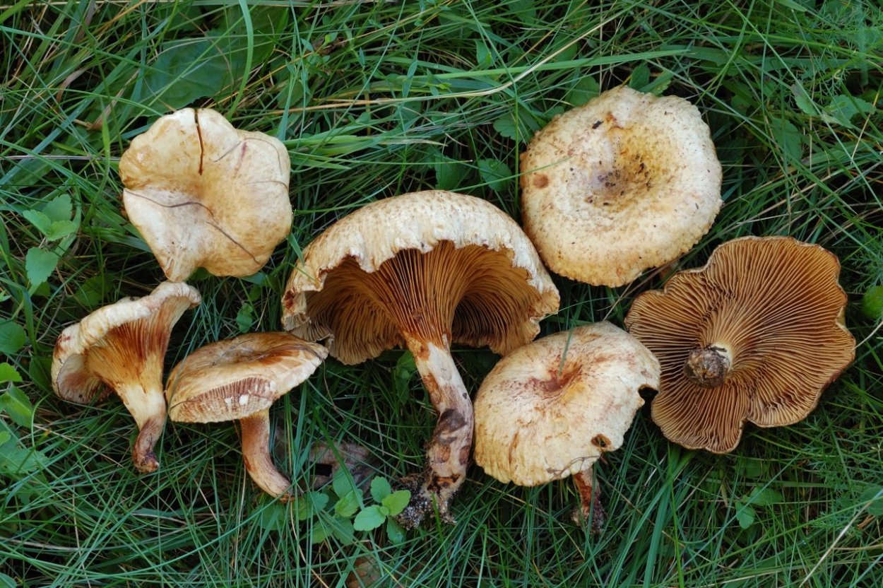 Кобылки грибы