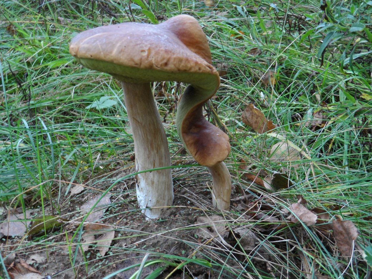 Съедобные грибы и ядовитые грибы таблица