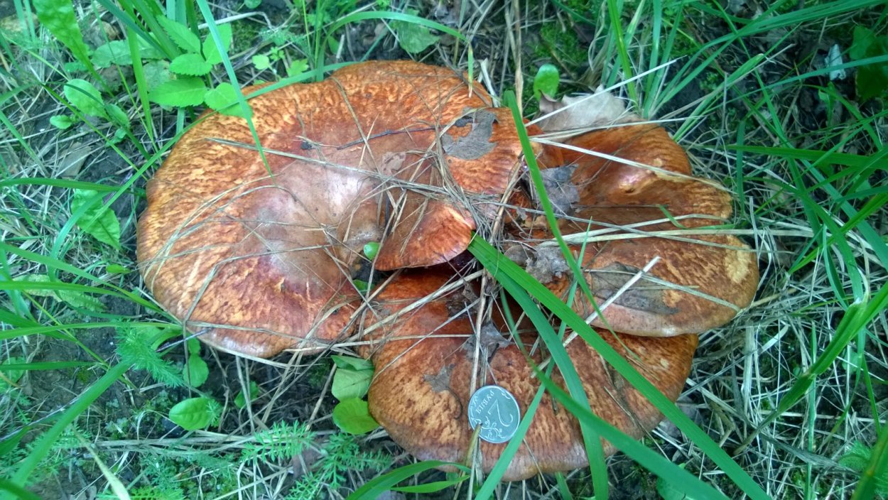 Грибы кобылки съедобные