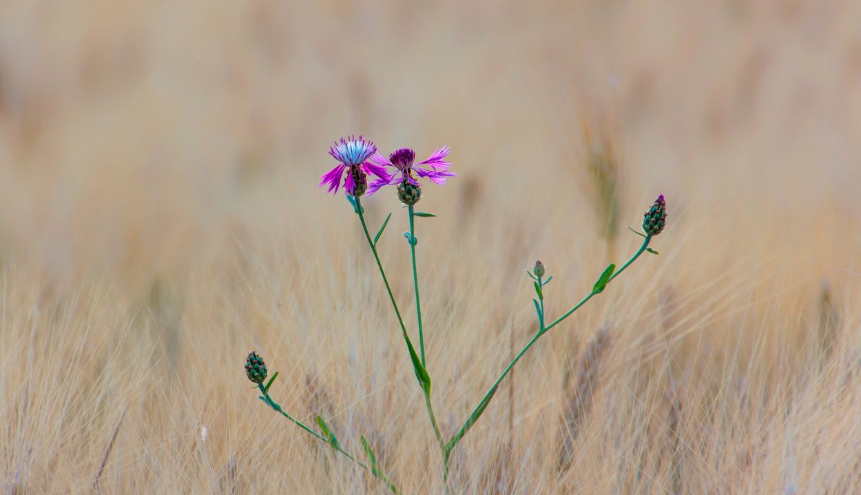 Полевые травы макро