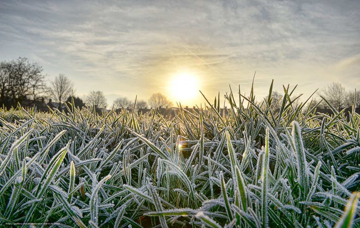 Изморозь на траве
