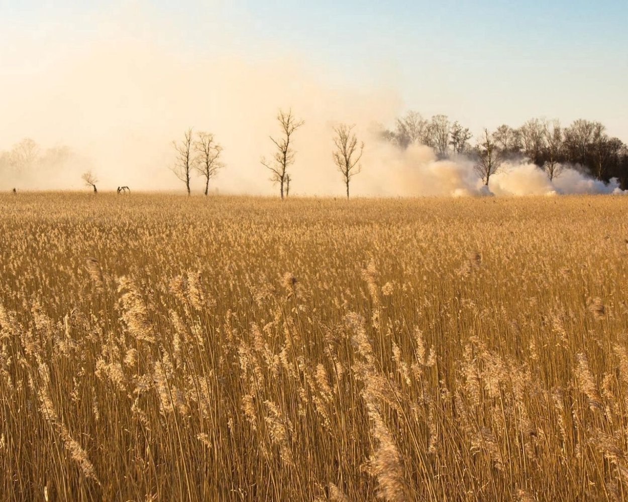 Поле сухой травы