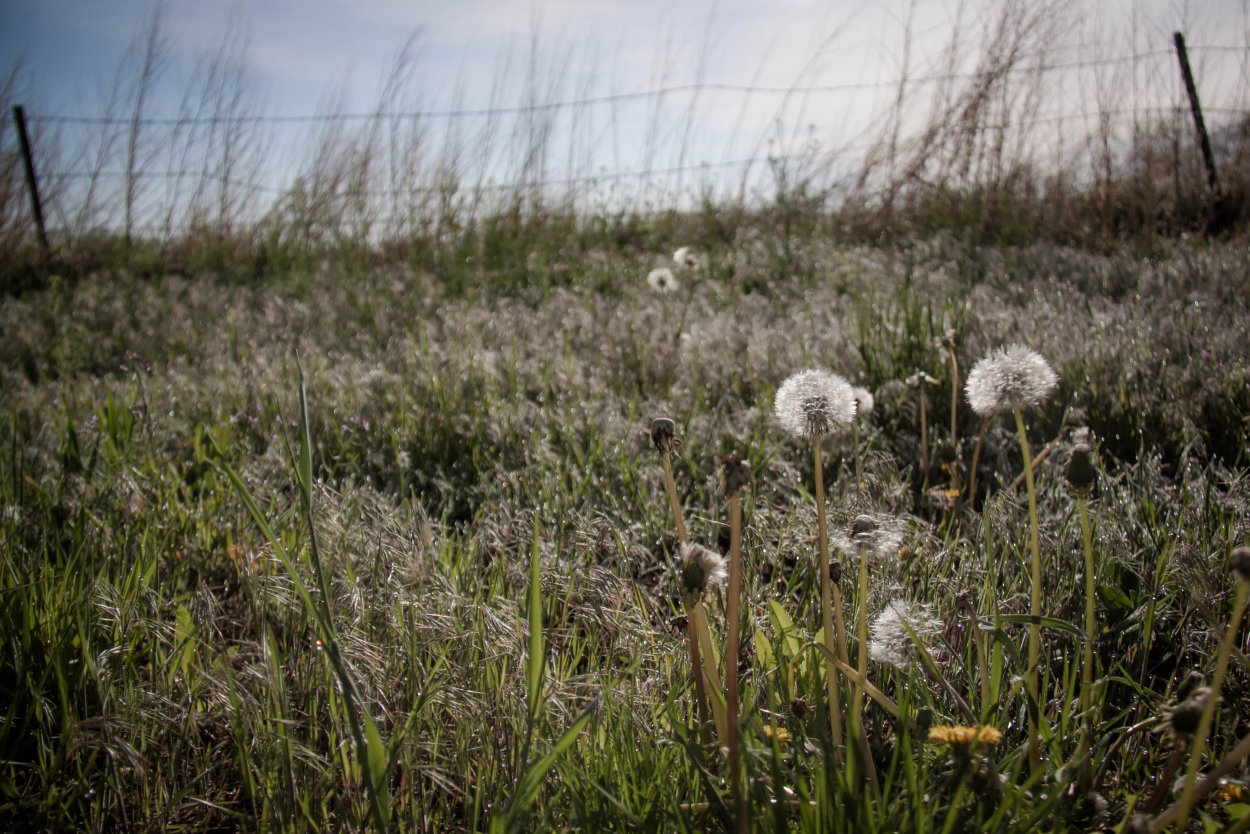 Одуванчик болотный