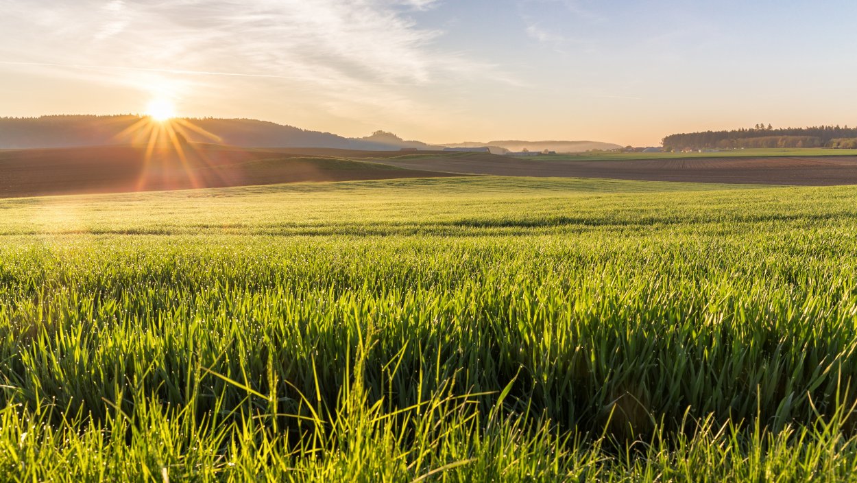 Зеленое поле