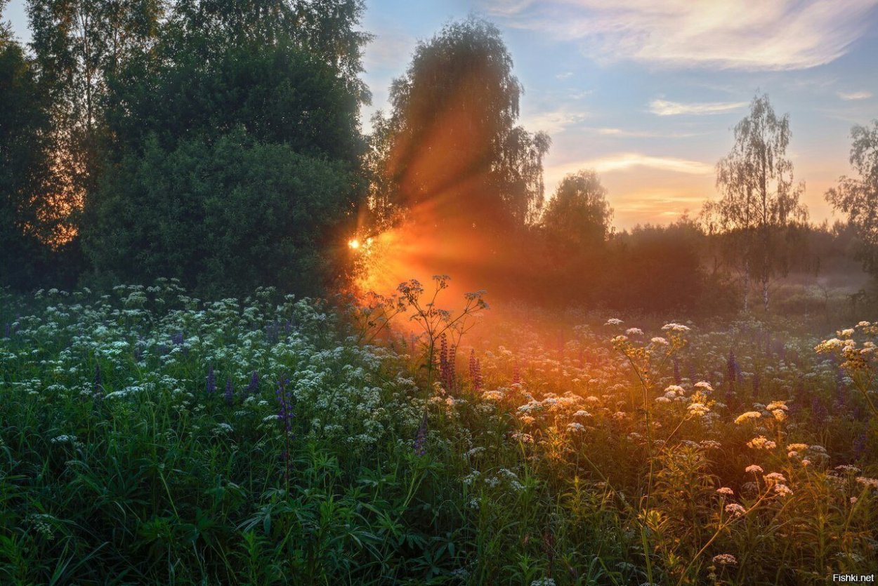 Лето вечер природа