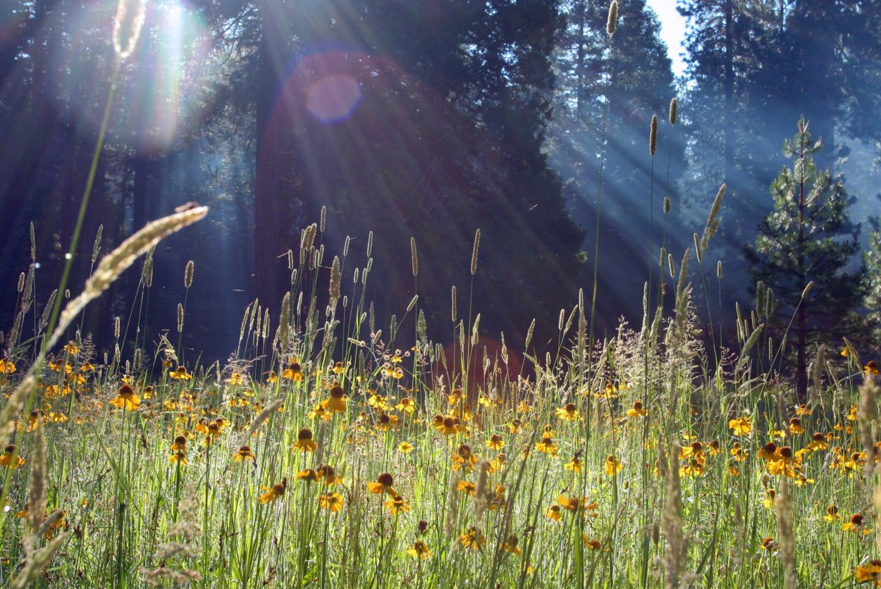 Луговые травы