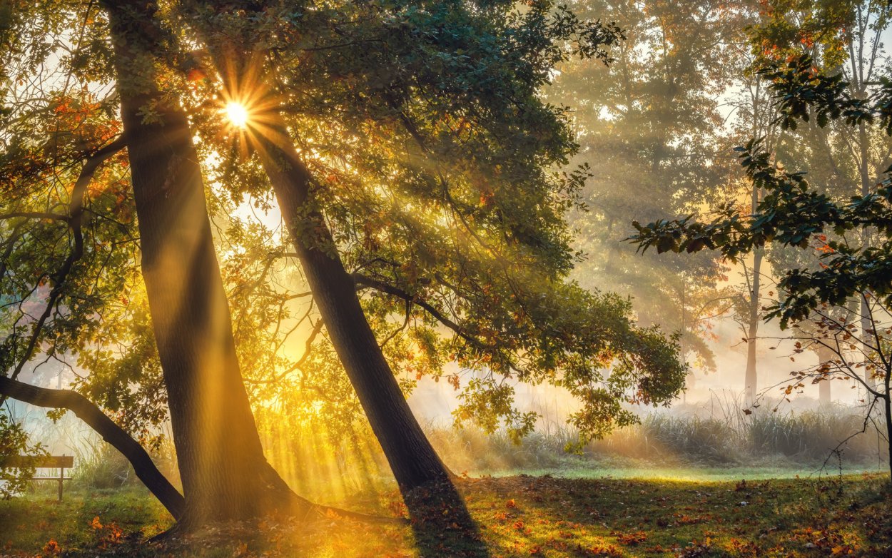 Солнечные лучи сквозь деревья