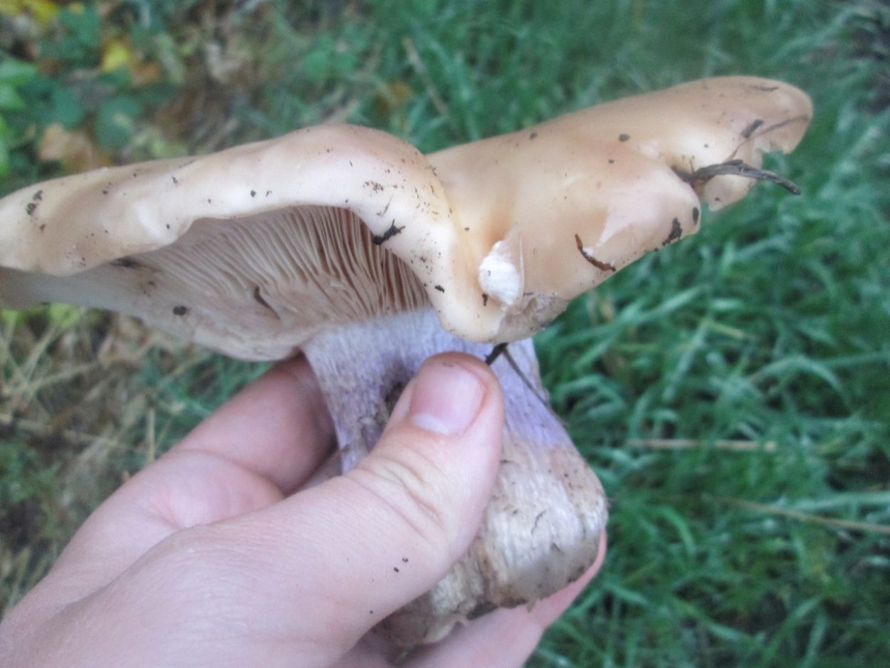 Гриб рядовка синеножка