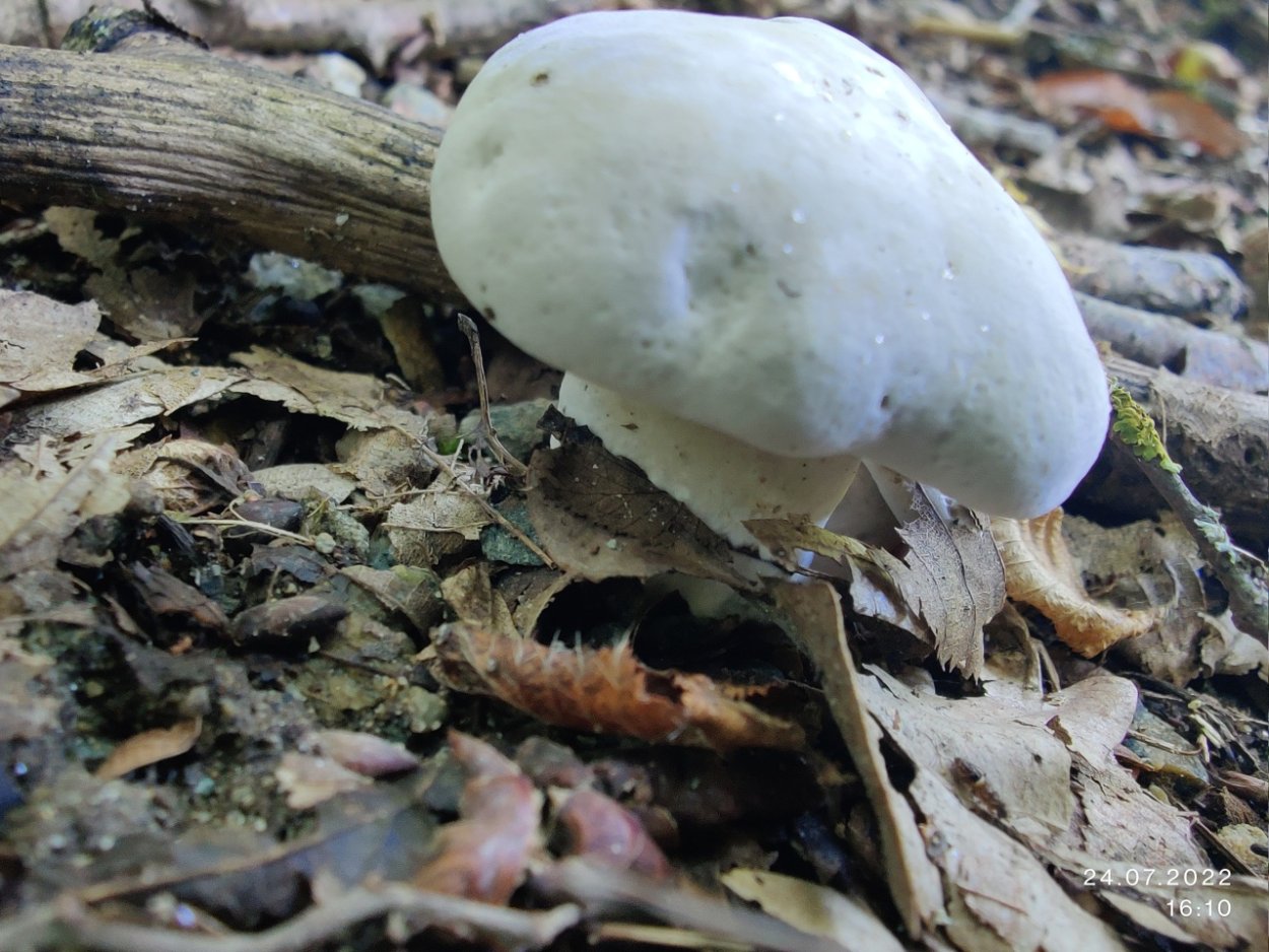 Синий корень гриб в Ставрополье