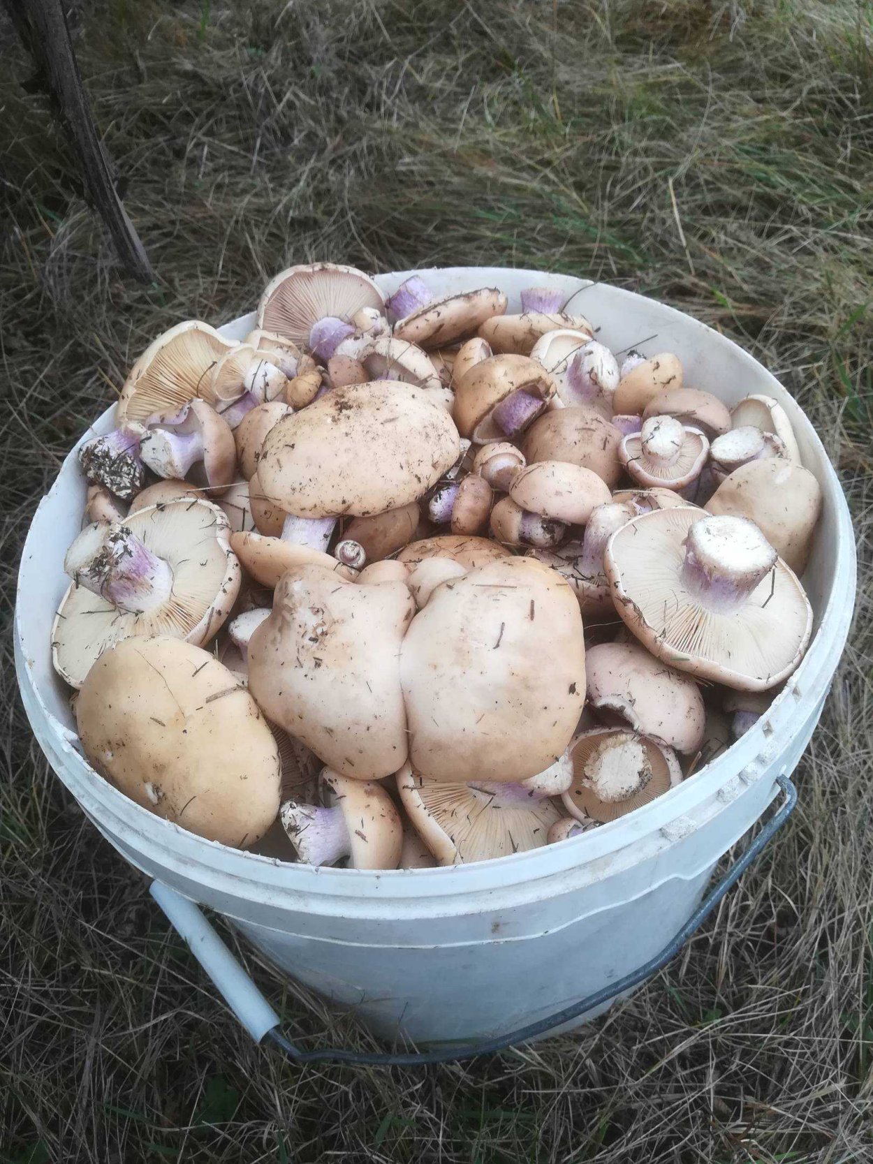 Рядовка Фиалковая Lepista Irina