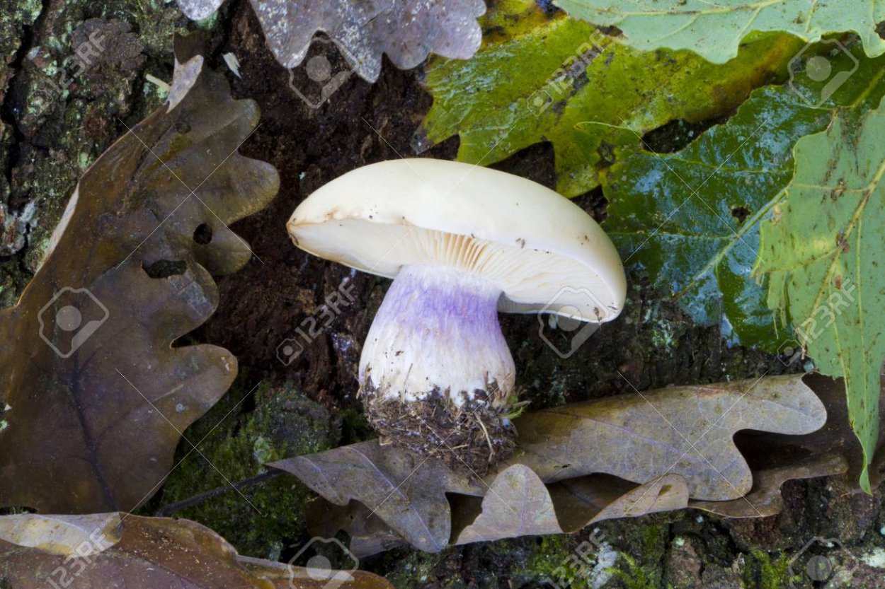 Lepista personata грибы