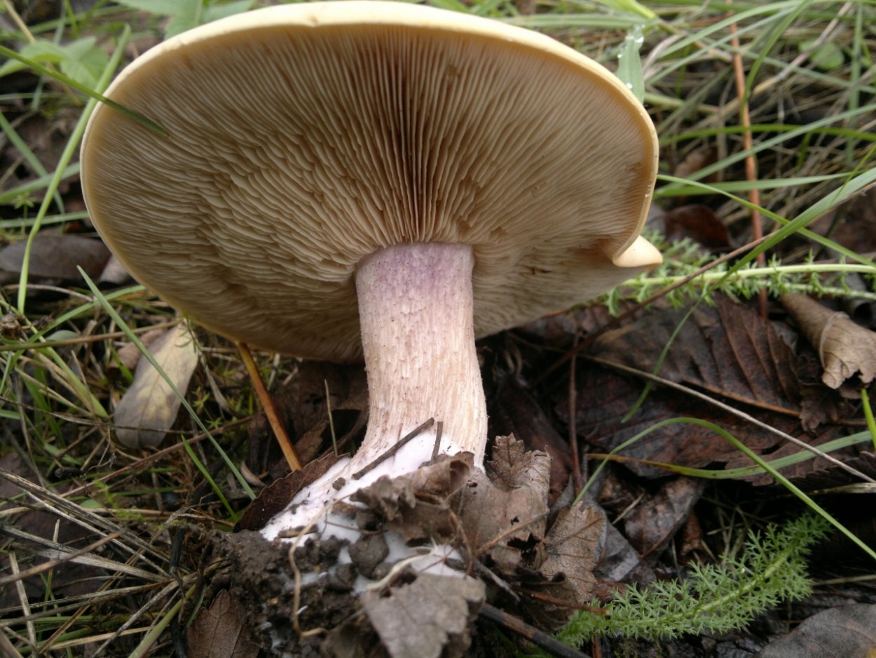 Рядовка Фиалковая Lepista