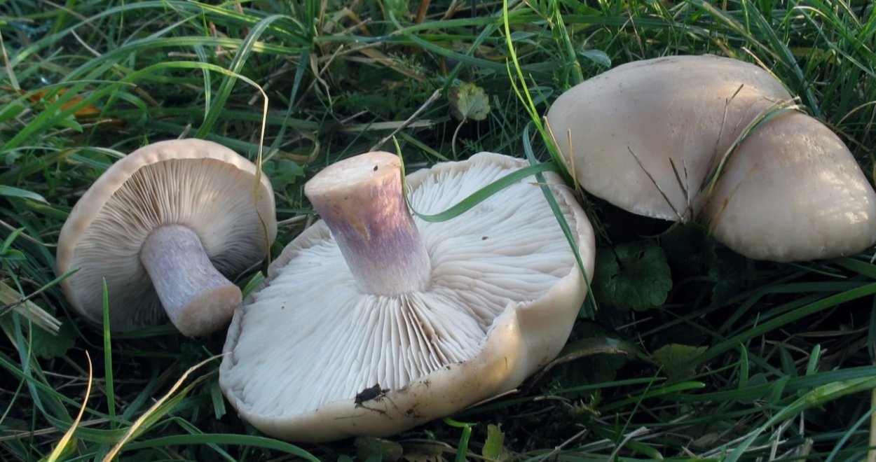 Синестопки грибы