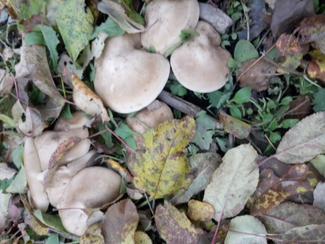 Синеножка гриб