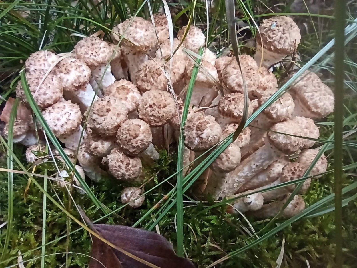 Грибы рядовки Синюшки