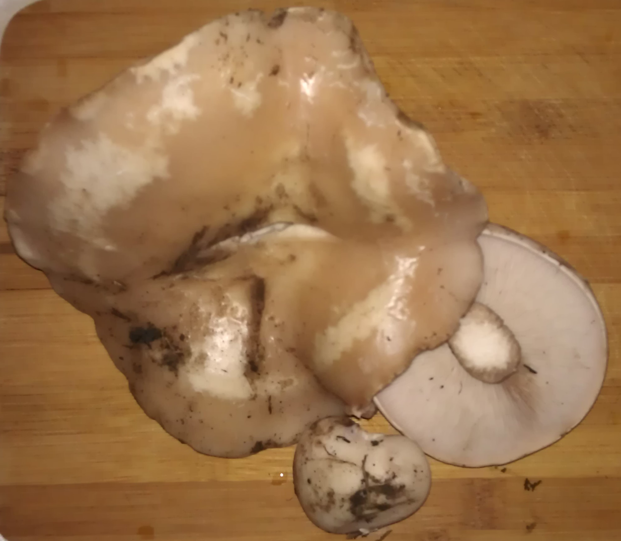 Опёнок осенний рядовка