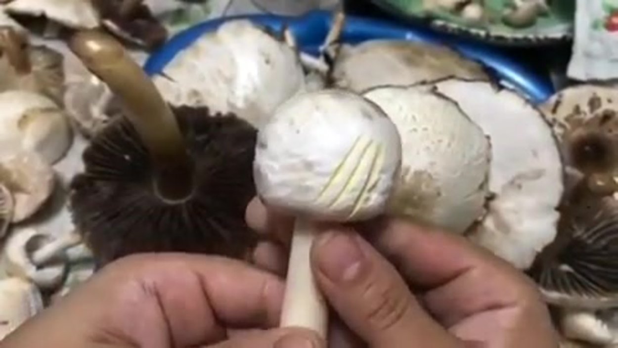 Опята Волгоградской области